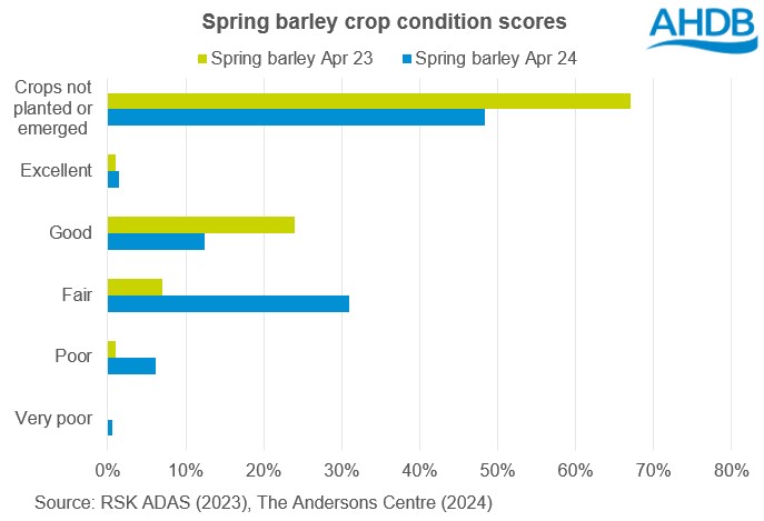 Chart showing GB spring barley conditions scores at the end of April 2023 and 2024